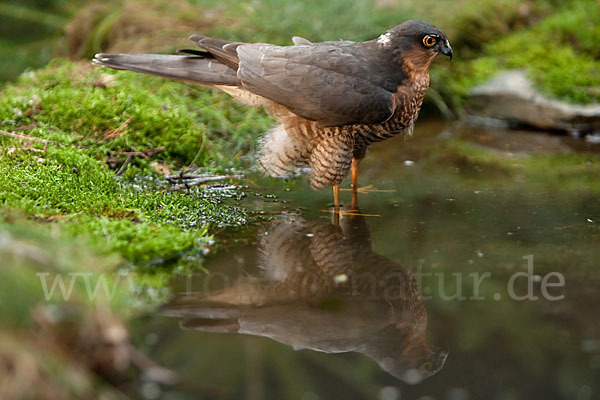 Sperber (Accipiter nisus)