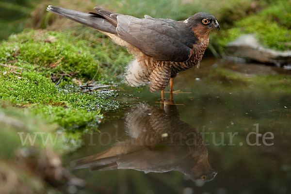 Sperber (Accipiter nisus)