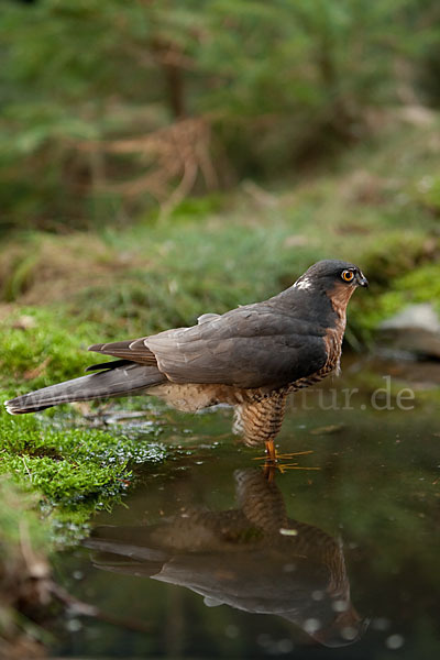 Sperber (Accipiter nisus)