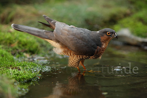 Sperber (Accipiter nisus)