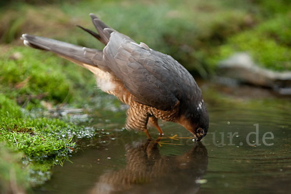 Sperber (Accipiter nisus)