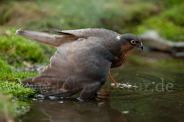 Sperber (Accipiter nisus)