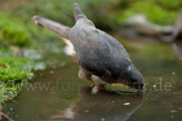 Sperber (Accipiter nisus)