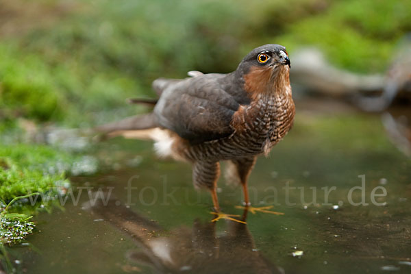 Sperber (Accipiter nisus)