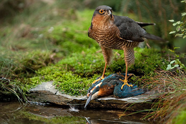 Sperber (Accipiter nisus)