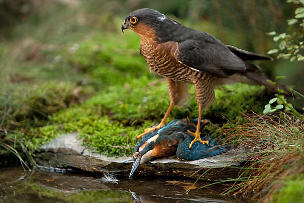 Sperber (Accipiter nisus)