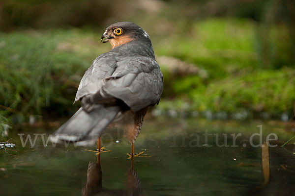 Sperber (Accipiter nisus)