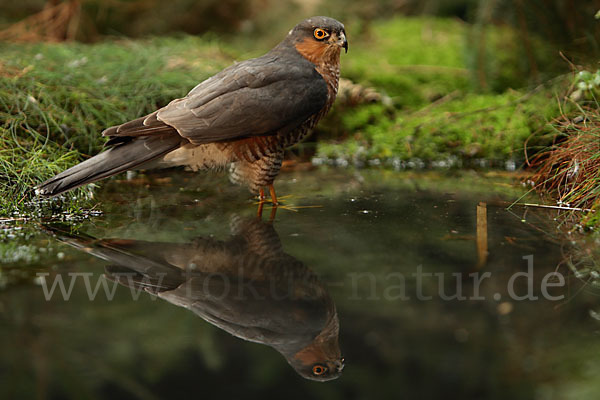 Sperber (Accipiter nisus)