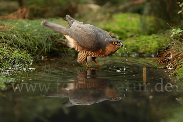 Sperber (Accipiter nisus)