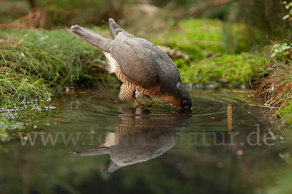 Sperber (Accipiter nisus)