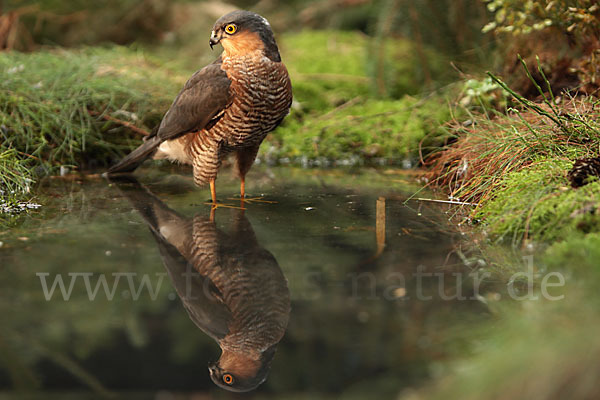 Sperber (Accipiter nisus)