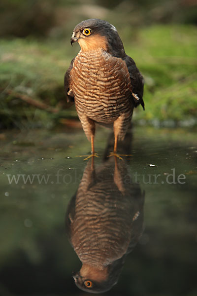 Sperber (Accipiter nisus)