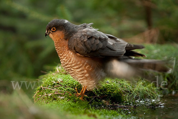 Sperber (Accipiter nisus)