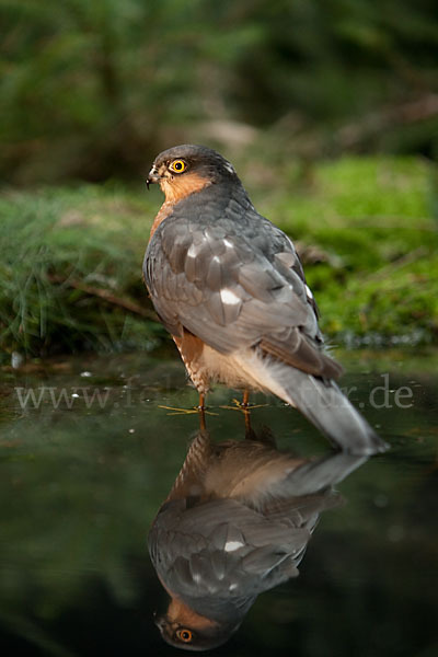 Sperber (Accipiter nisus)