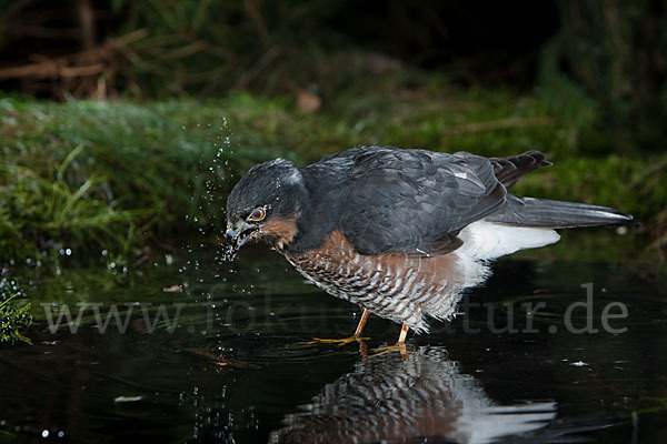 Sperber (Accipiter nisus)