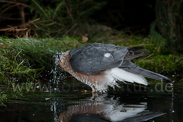 Sperber (Accipiter nisus)