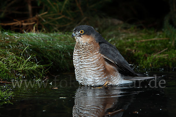 Sperber (Accipiter nisus)