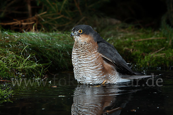 Sperber (Accipiter nisus)