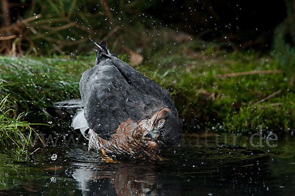 Sperber (Accipiter nisus)