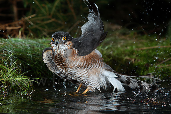 Sperber (Accipiter nisus)