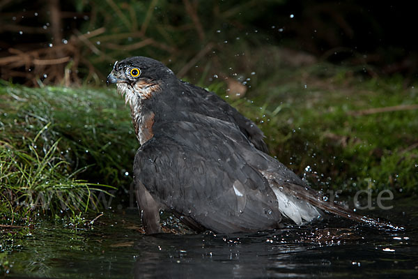 Sperber (Accipiter nisus)