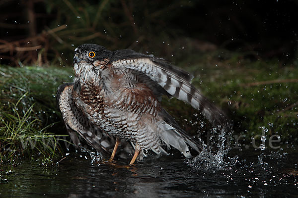 Sperber (Accipiter nisus)