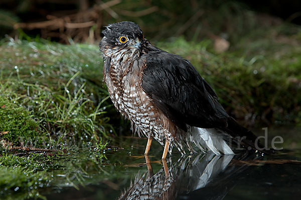 Sperber (Accipiter nisus)