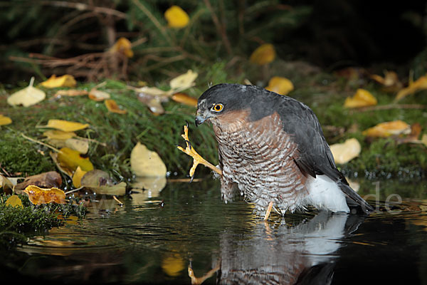 Sperber (Accipiter nisus)