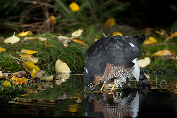 Sperber (Accipiter nisus)