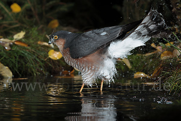 Sperber (Accipiter nisus)