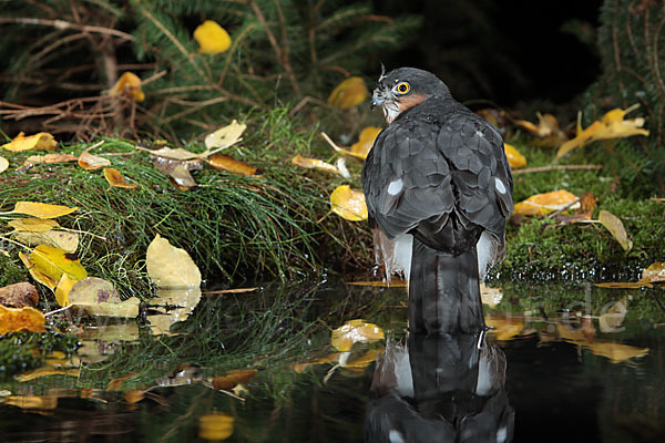 Sperber (Accipiter nisus)