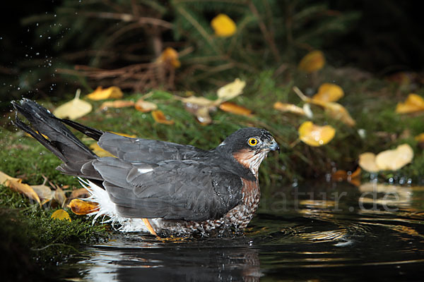 Sperber (Accipiter nisus)