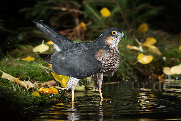 Sperber (Accipiter nisus)