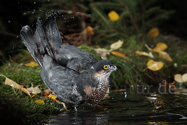 Sperber (Accipiter nisus)