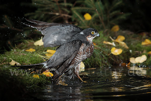 Sperber (Accipiter nisus)