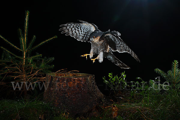 Sperber (Accipiter nisus)