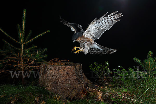 Sperber (Accipiter nisus)