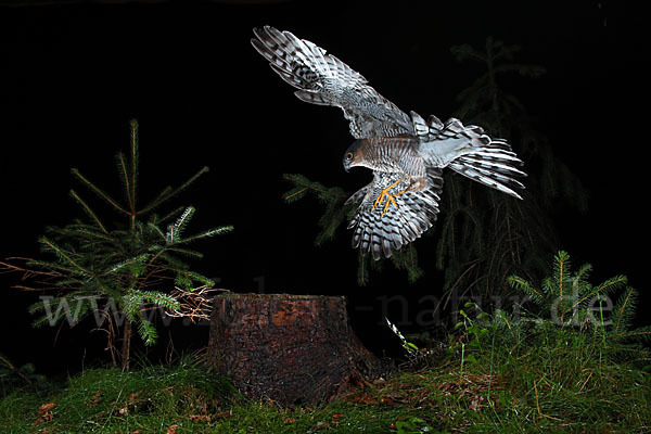 Sperber (Accipiter nisus)