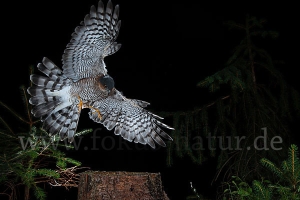 Sperber (Accipiter nisus)