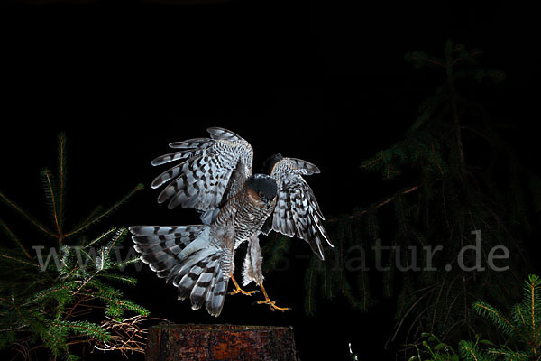 Sperber (Accipiter nisus)