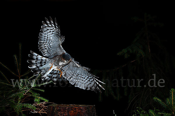 Sperber (Accipiter nisus)