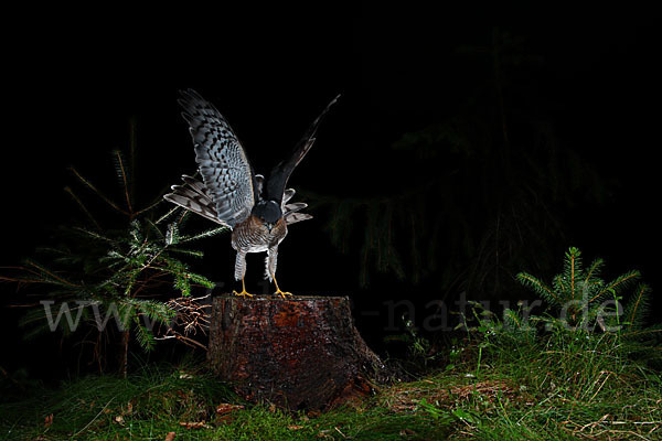 Sperber (Accipiter nisus)