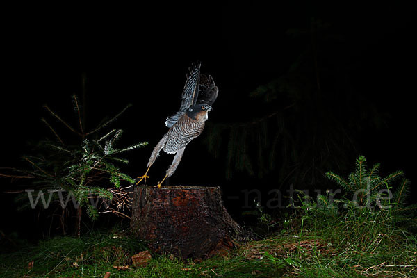 Sperber (Accipiter nisus)