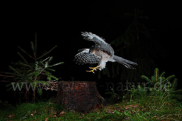 Sperber (Accipiter nisus)