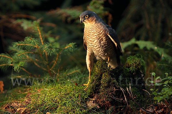 Sperber (Accipiter nisus)