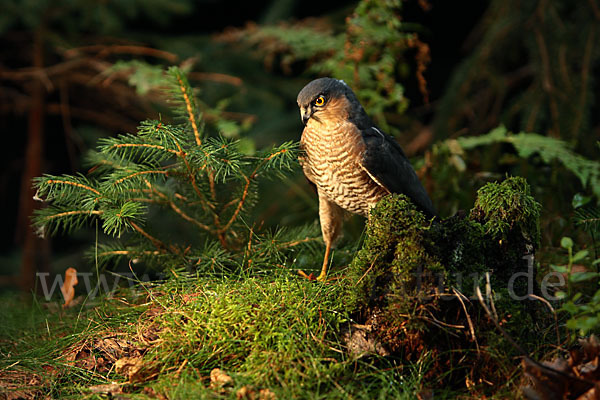 Sperber (Accipiter nisus)