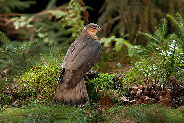 Sperber (Accipiter nisus)