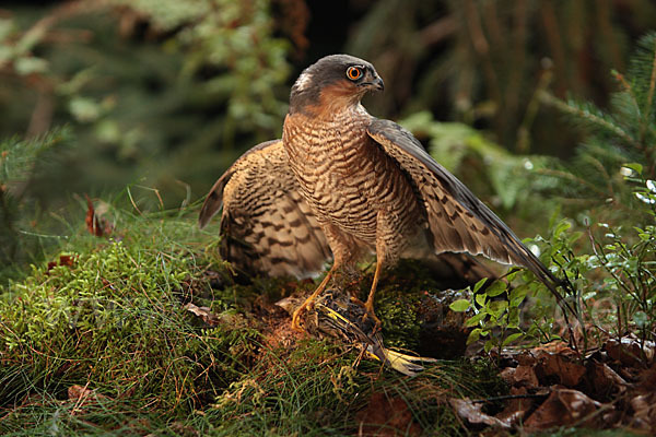 Sperber (Accipiter nisus)