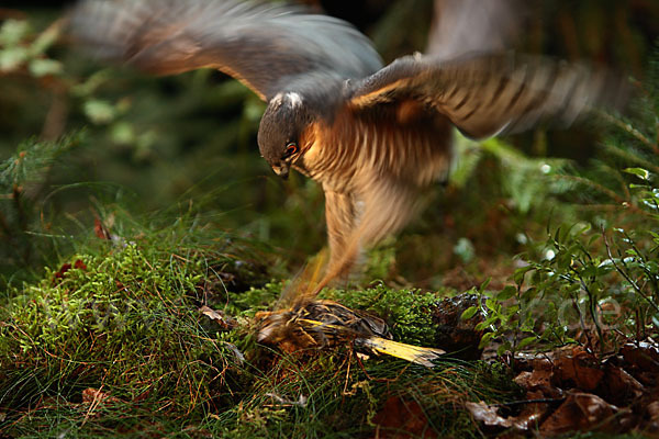 Sperber (Accipiter nisus)