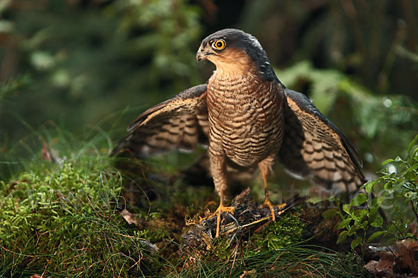 Sperber (Accipiter nisus)